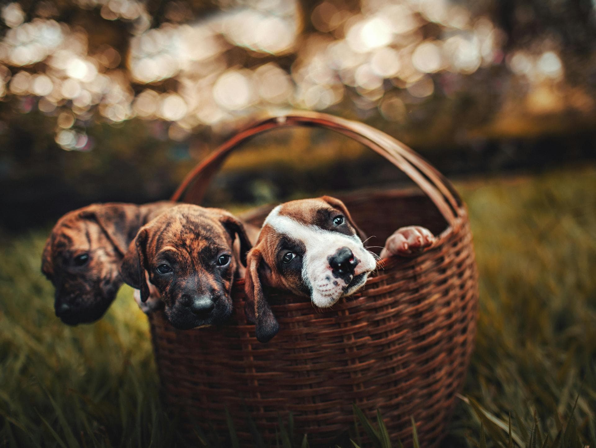 Kennel Cough Vaccine Prices in Horsham