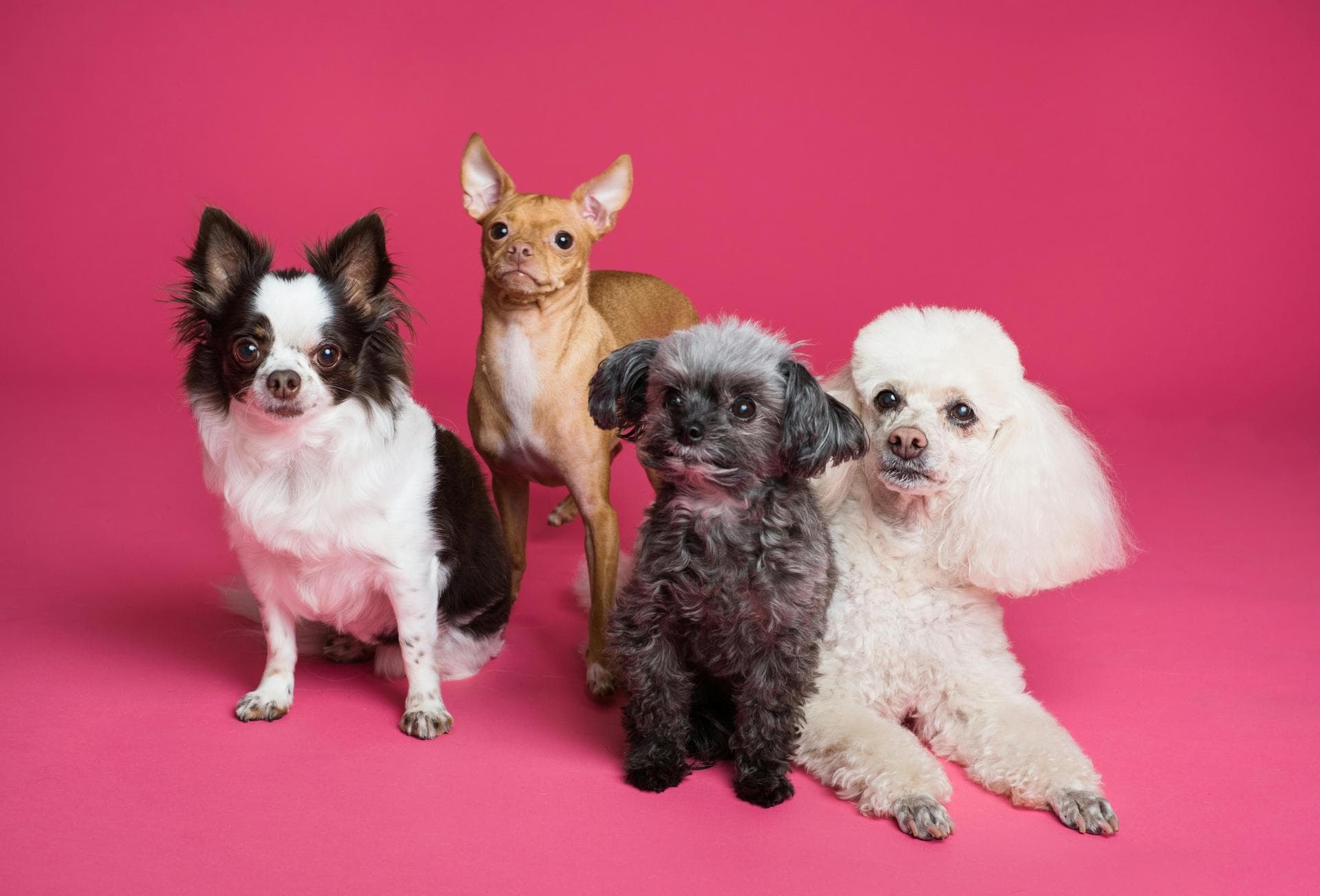 Dog Dental Prices in Horsham