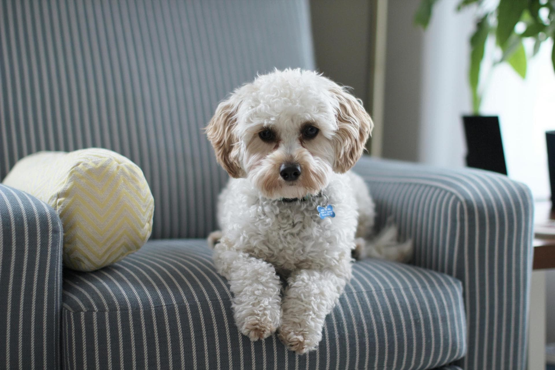 Luxating Patella Surgery Prices in Horsham