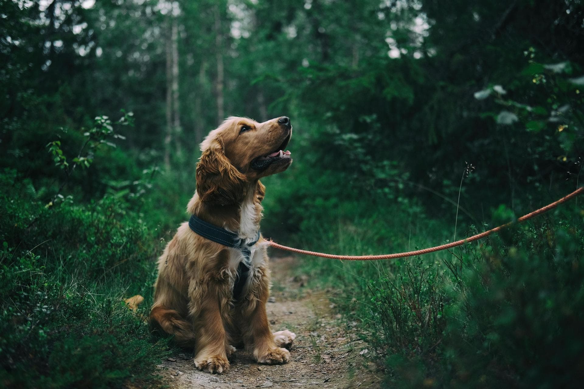 Rabies Vaccination Prices in Horsham