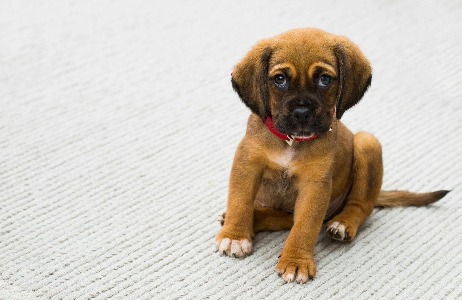 Dog Dental Prices in Horsham