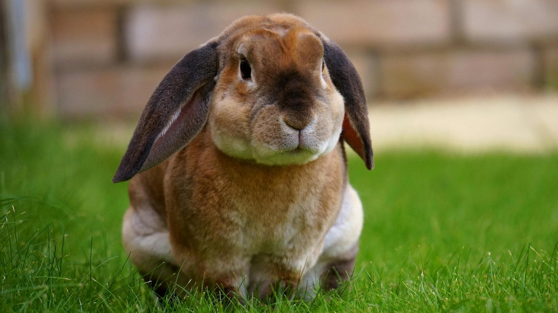 Dog Euthanasia Put Down Prices in Horsham