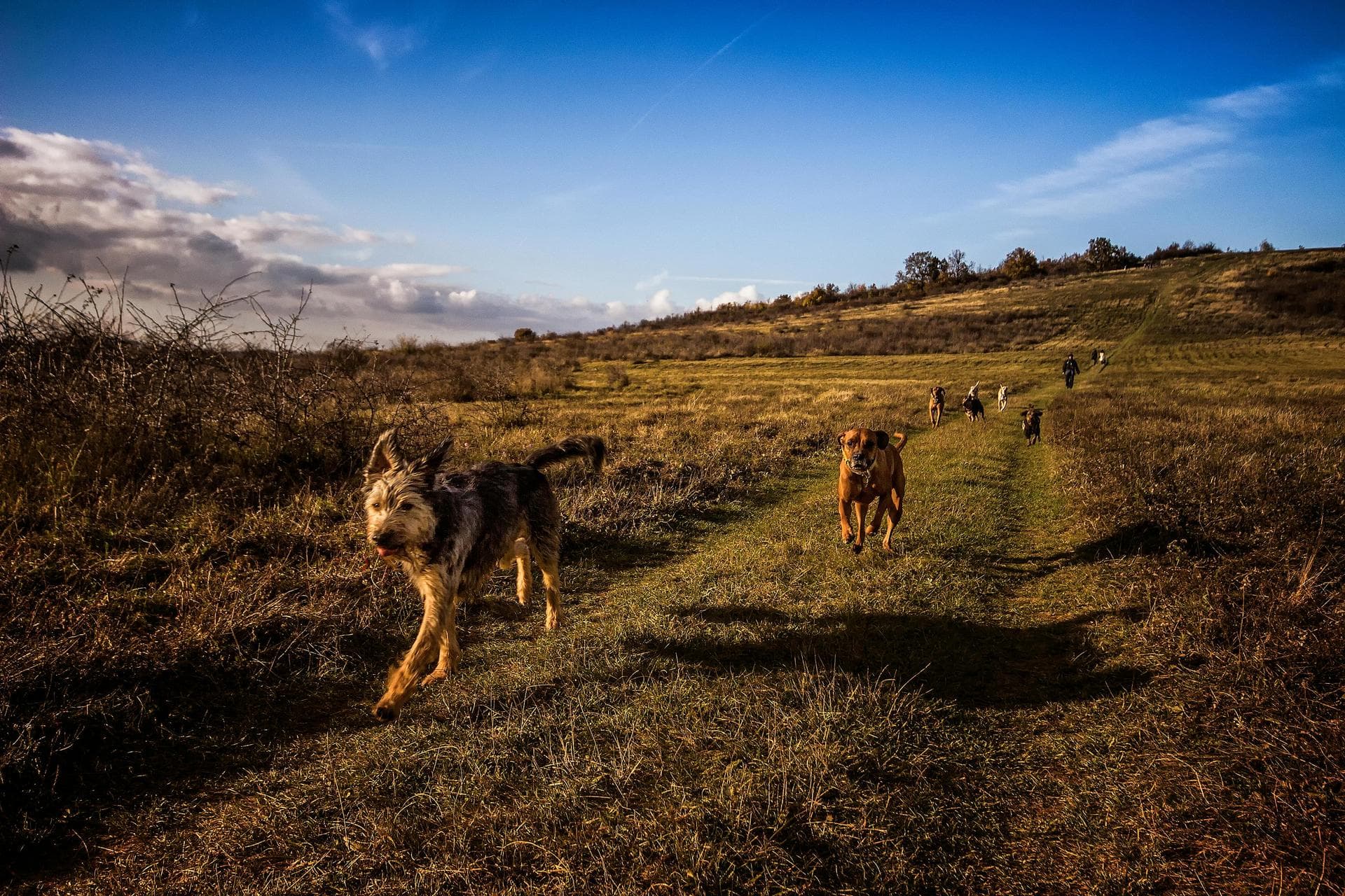 Dog Dental Prices in Horsham