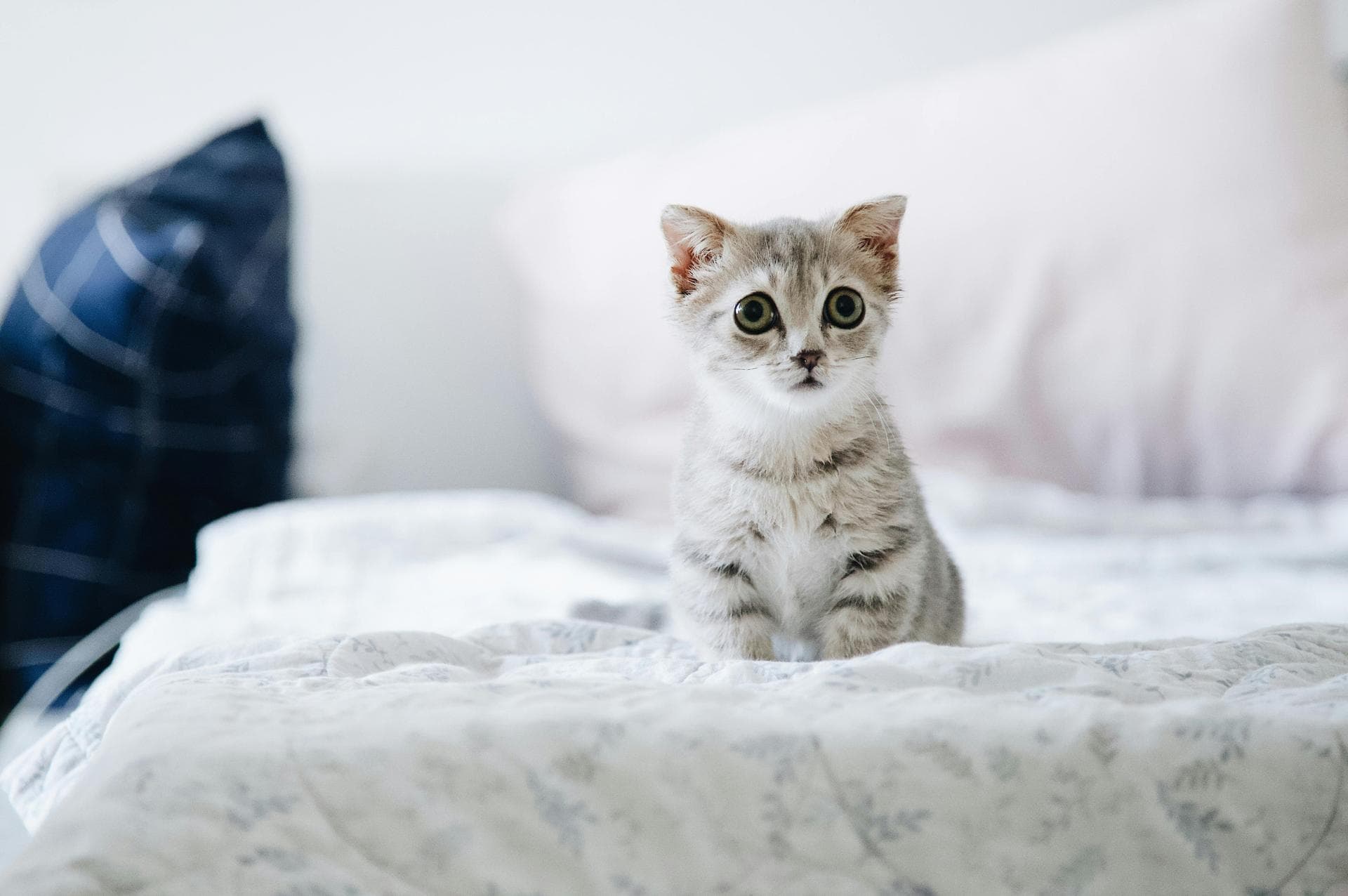 Rabies Vaccination Prices in Horsham