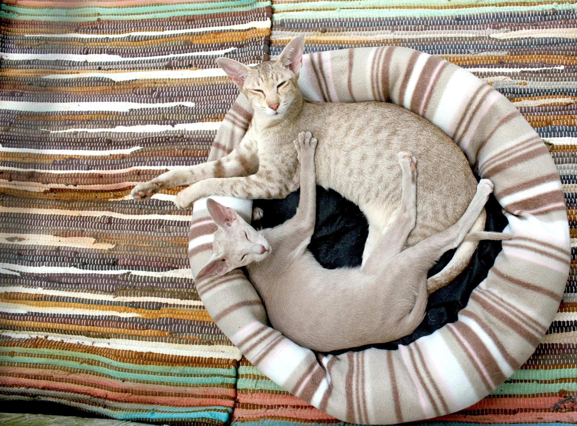 Cat Cremation Prices in Horsham