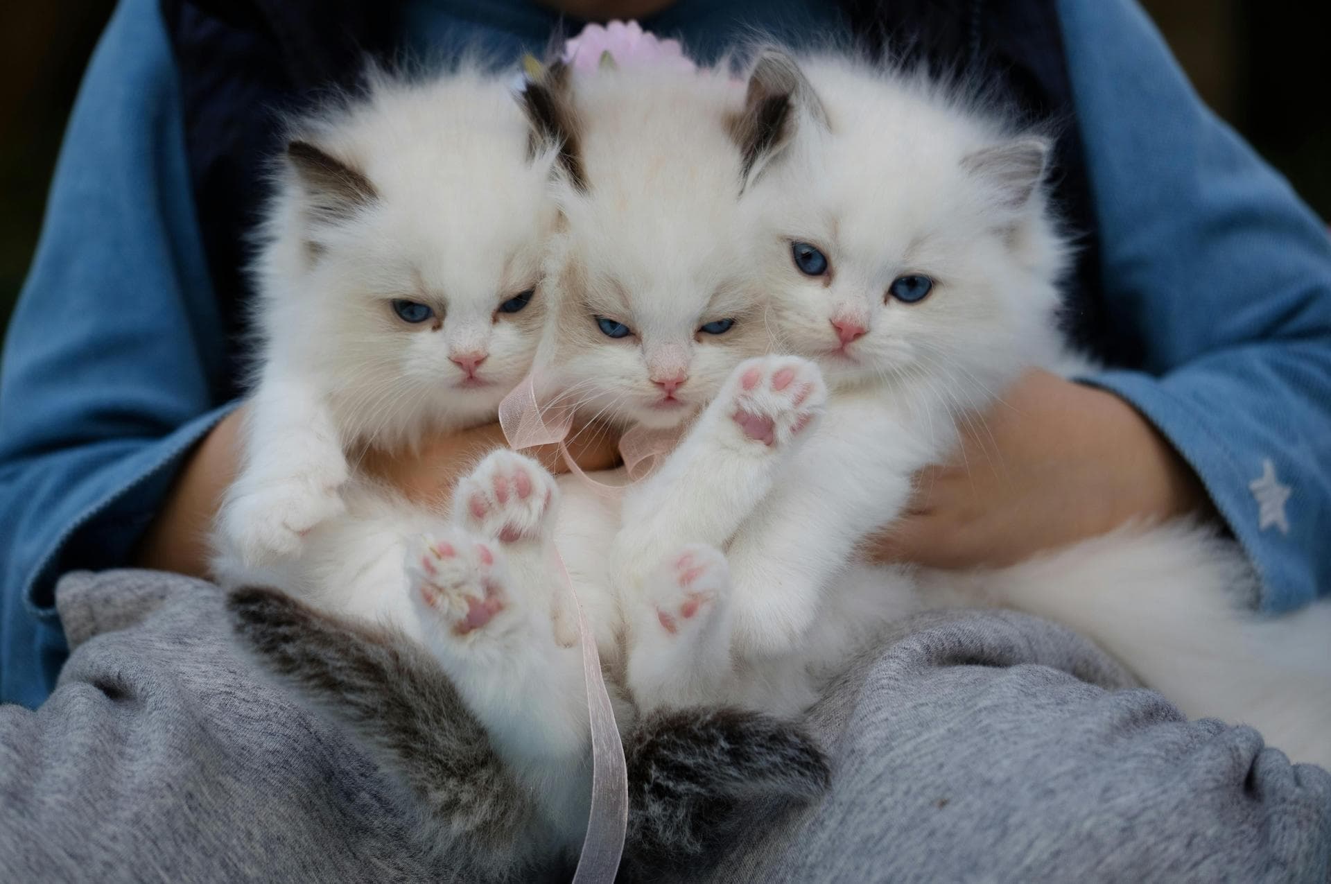 Cat Kitten Vaccinations Feline Leukaemia Prices in Horsham