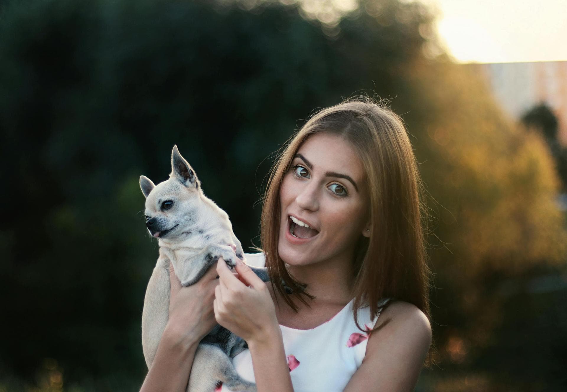 Dog Cremation Prices in Horsham