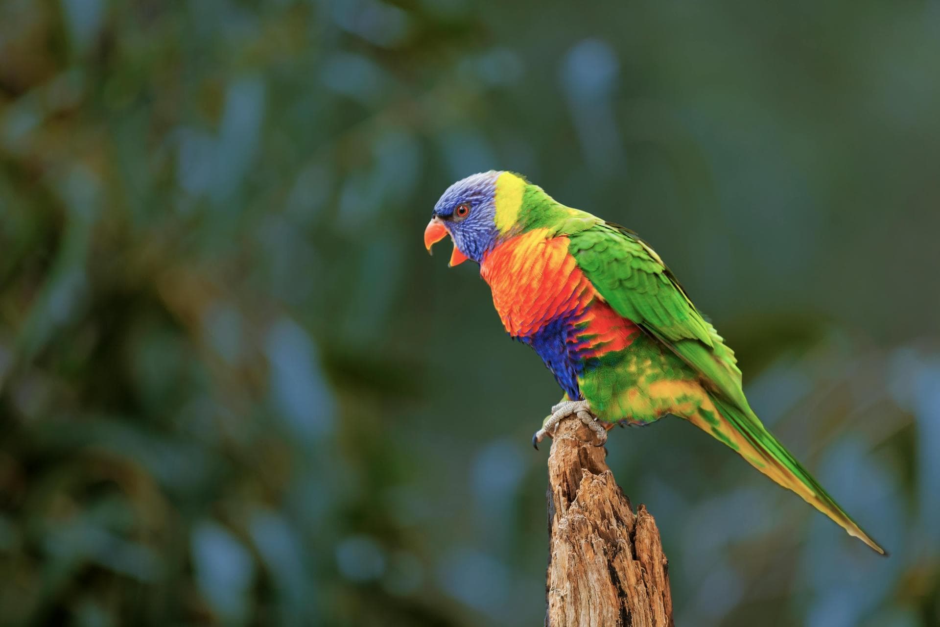 Annual Vaccination Booster Prices in Horsham