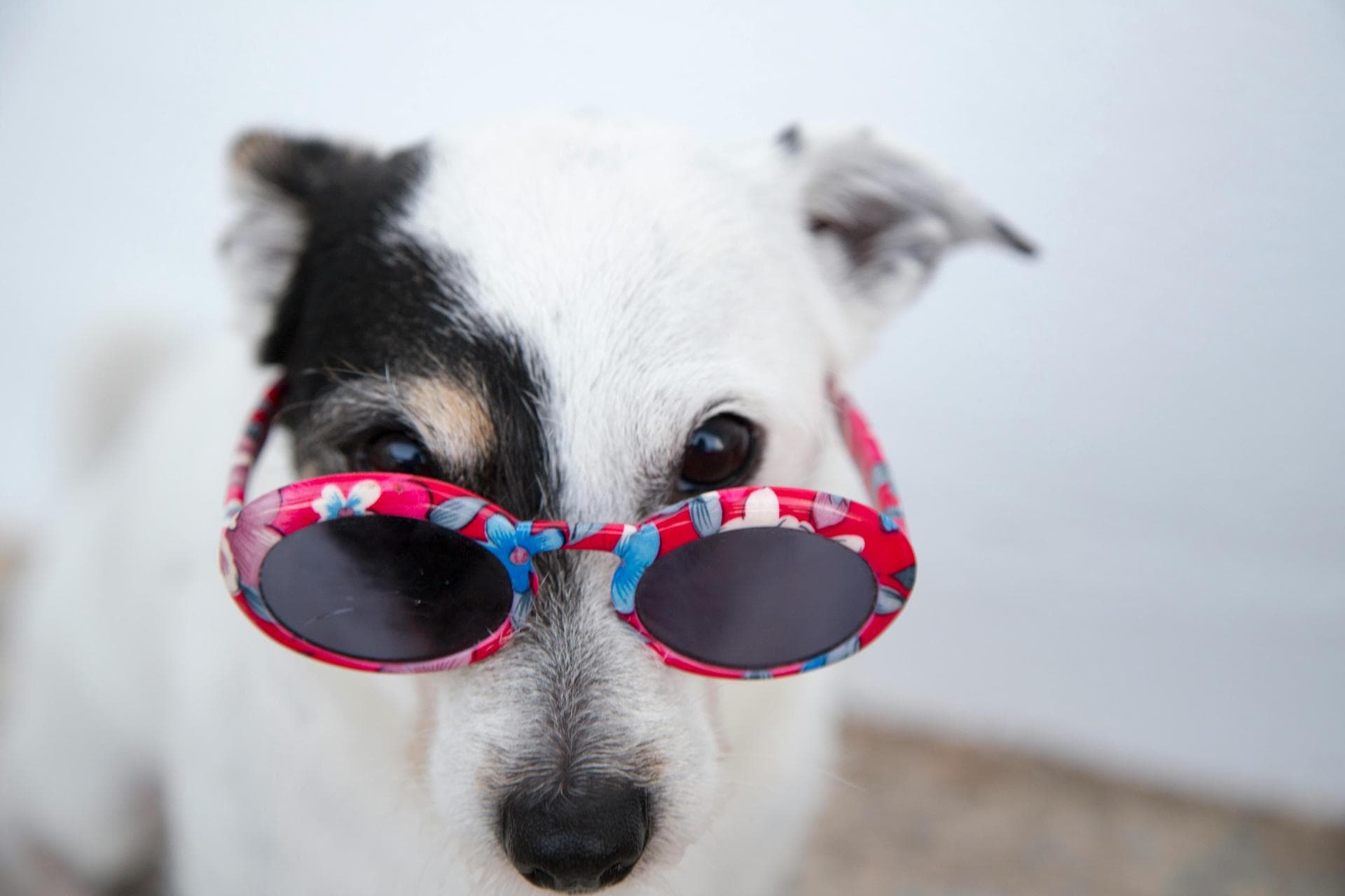 Keyhole Spay Prices in Horsham