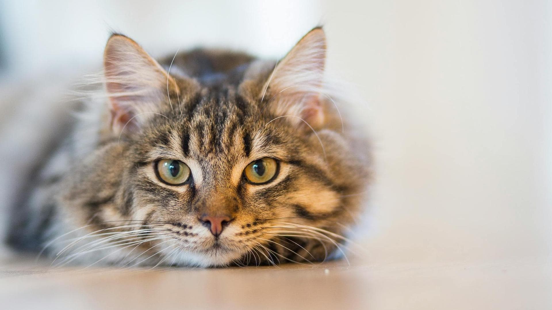 Cat Kitten Vaccinations Feline Leukaemia Prices in Horsham