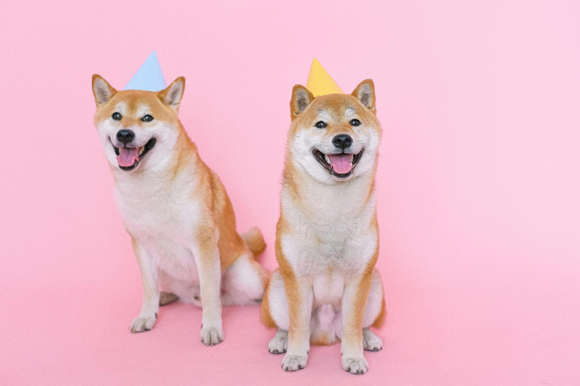 Dog Neutering Prices in Horsham